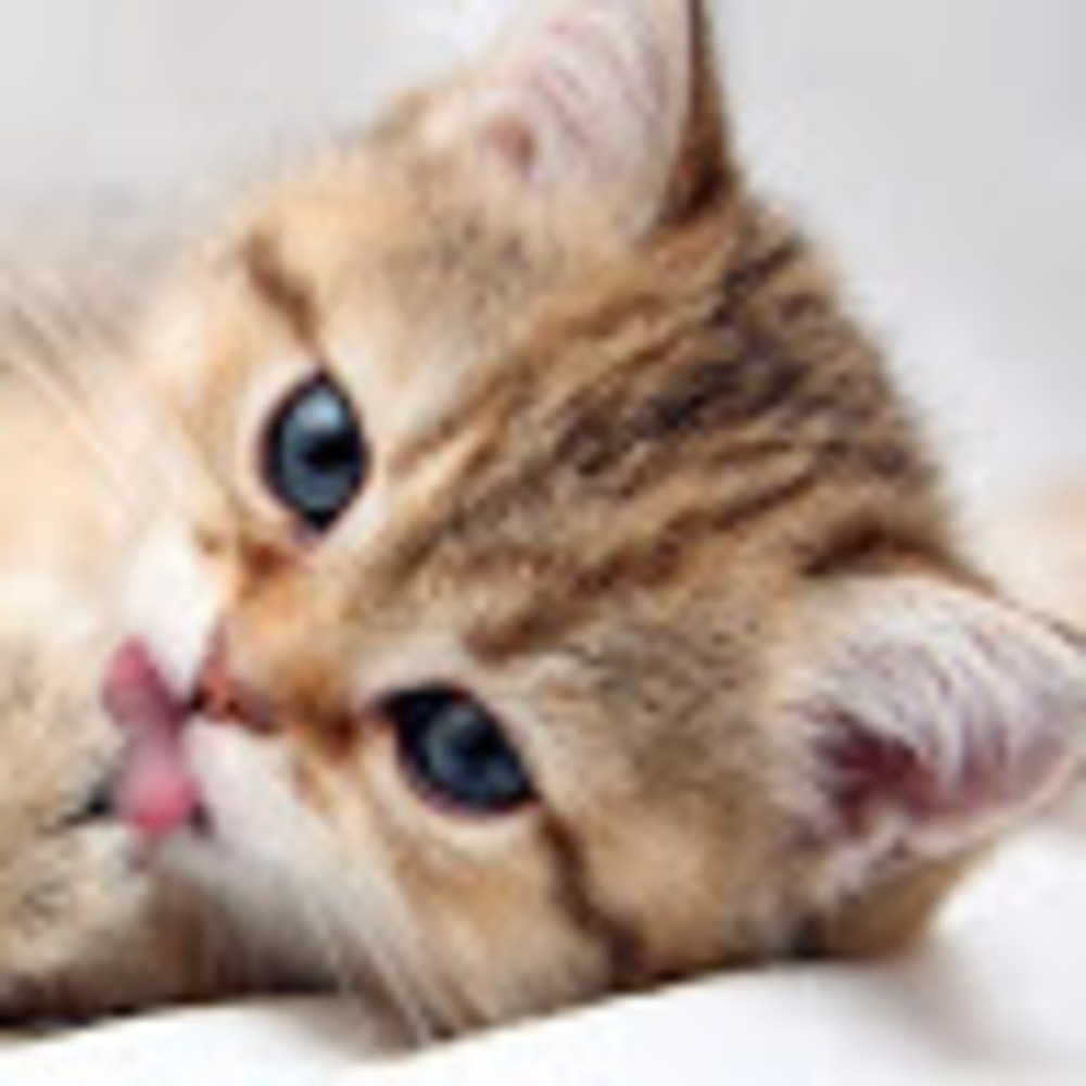 Meet your Posher, Darlene